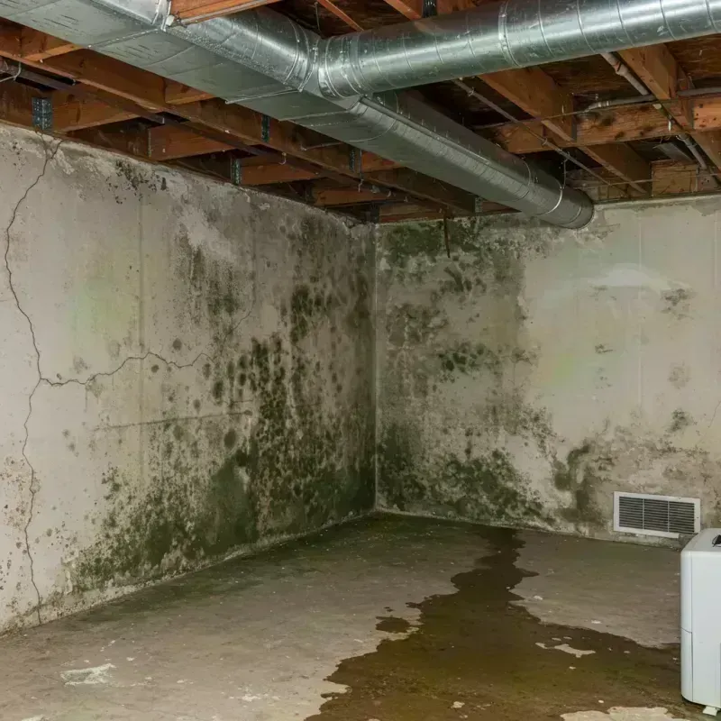 Professional Mold Removal in Crestwood, MO